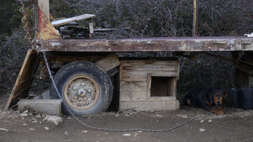 Con prisas y en pleno verano, así quiere mutilar la Comunidad de Madrid su ley de protección animal