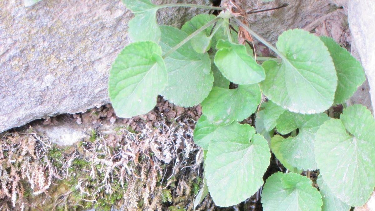 La Sociedad Aranzadi y Gobierno vasco organiza varias jornadas de voluntariado para la conservación de anfibios