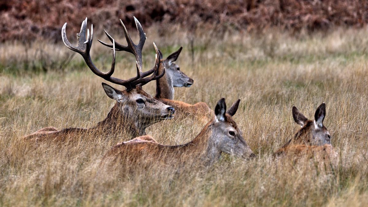 Ciervos en Richmond Park. El antiguo coto de caza real es hoy uno de los parques forestales urbanos más grandes de Europa.