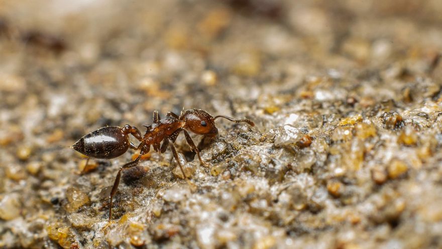 Alerta, hormigas: por qué invaden tu cocina en verano y cómo evitarlo