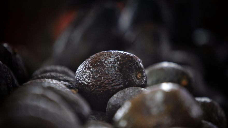 México dice que Brasil publicó protocolo que permite la importación de aguacate mexicano