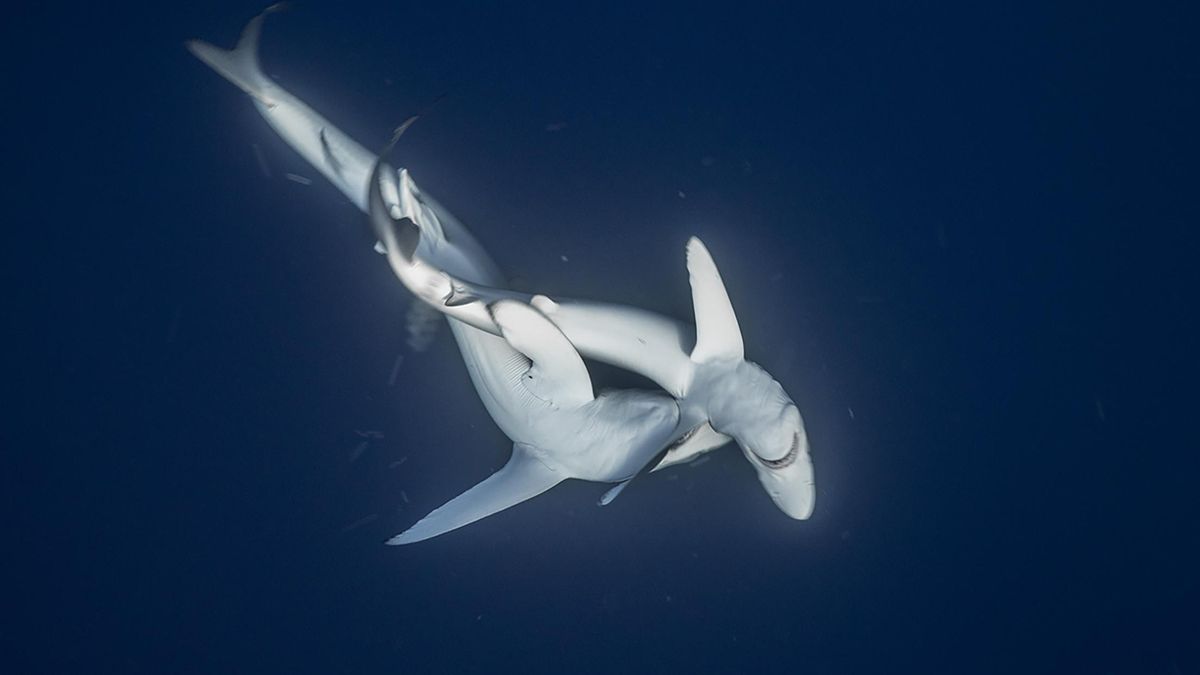 Graban por primera vez a dos tiburones azules apareándose en el golfo de Bizkaia