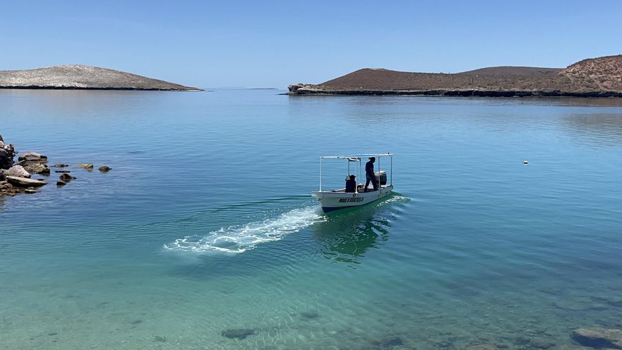 Demandan a Gobierno Trump por poner en peligro a ballenas y tortugas del Golfo de México