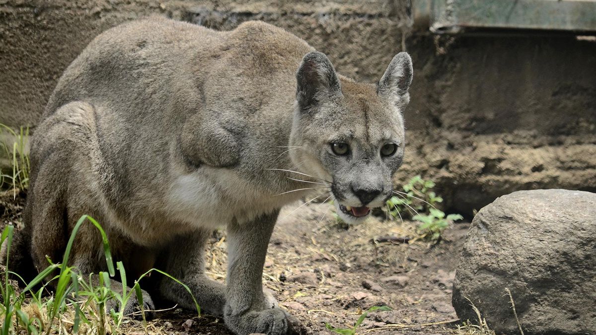 Unelen es una hembra de puma que sufrió la amputación de una de sus patas tras un intento de caza y encontró refugio en Pumakawa.