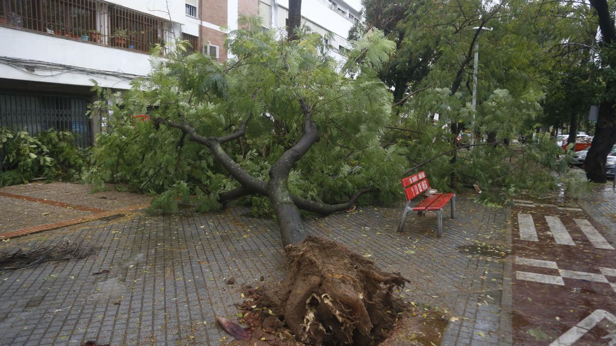 El temporal provoca las caídas de árboles, postes eléctricos y placas de una fachada en el Sector Sur