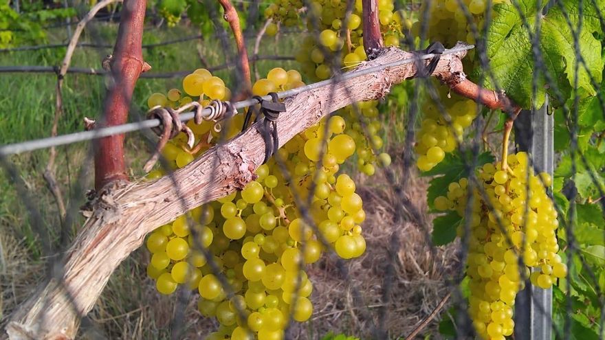 Uvas de la finca de Pedro Reyes, en Tenerife. Su bodega tiene el nombre de 'Lomosapiens'