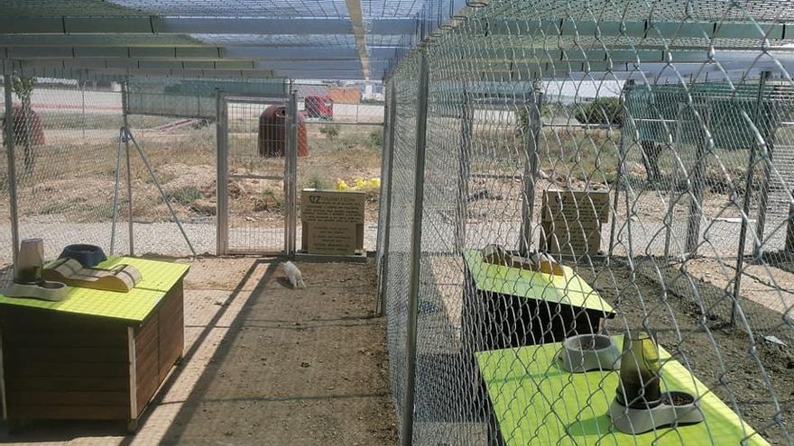 Denuncian la "condena a muerte" de una colonia felina en Zaragoza