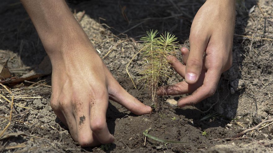 Comienza la plantación de 100.000 árboles en la Amazonía ecuatoriana