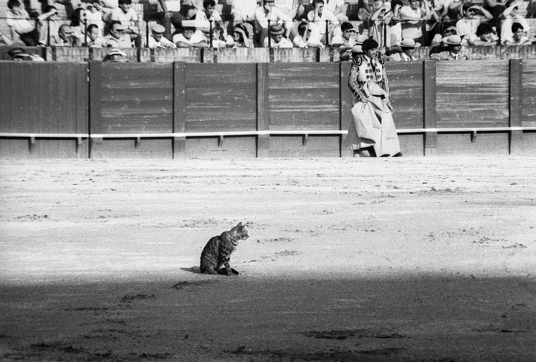 Gato en los toros