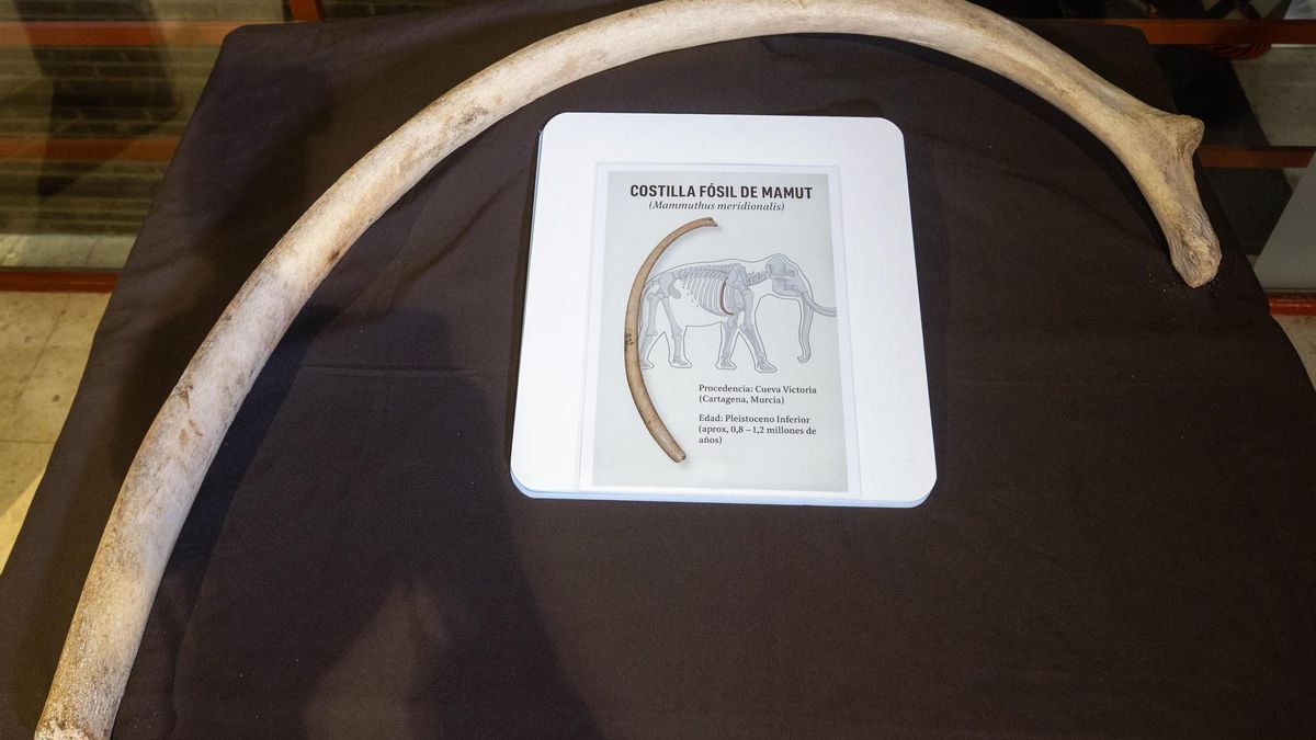 Fotografía de archivo del 9 abril de 2025 de la supuesta costilla de mamut de más de 1,5 metros, hallada en perfecto estado por un particular en Cueva Victoria (Castagena)