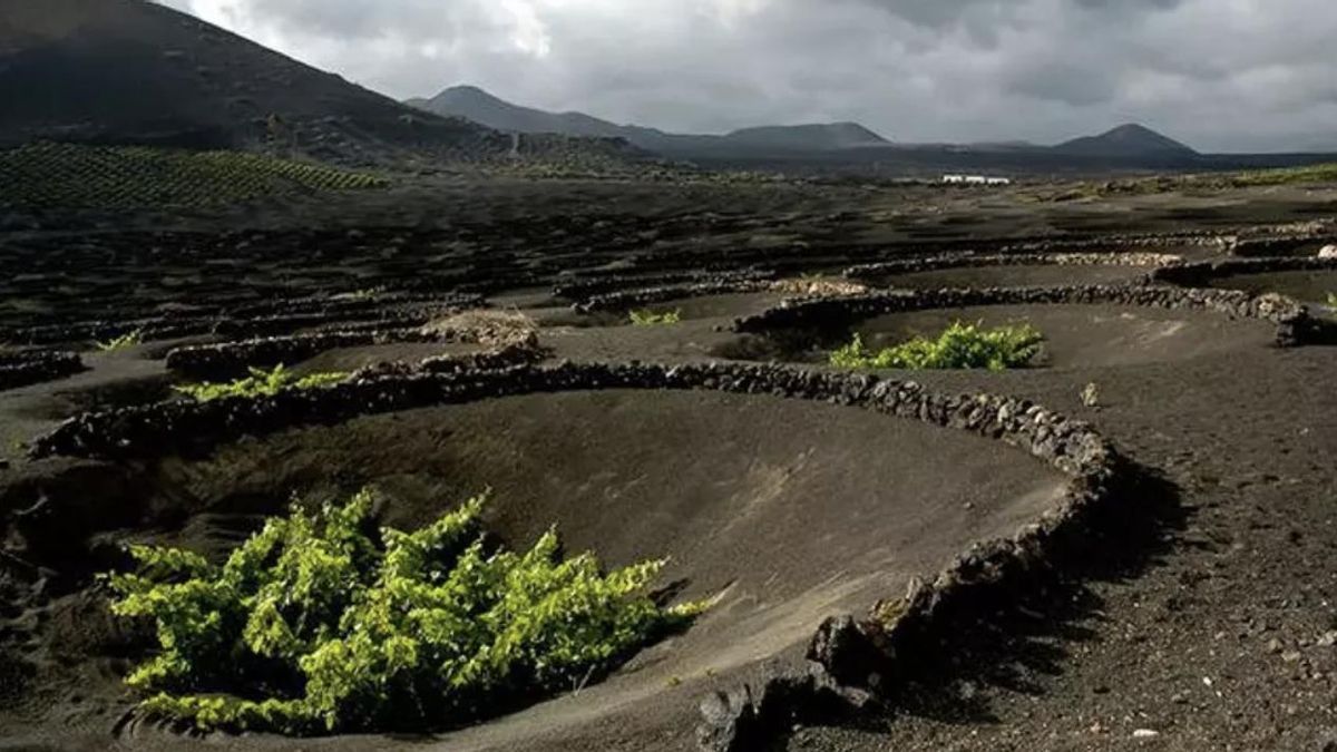 Imagen de archivo de viñedos en Lanzarote