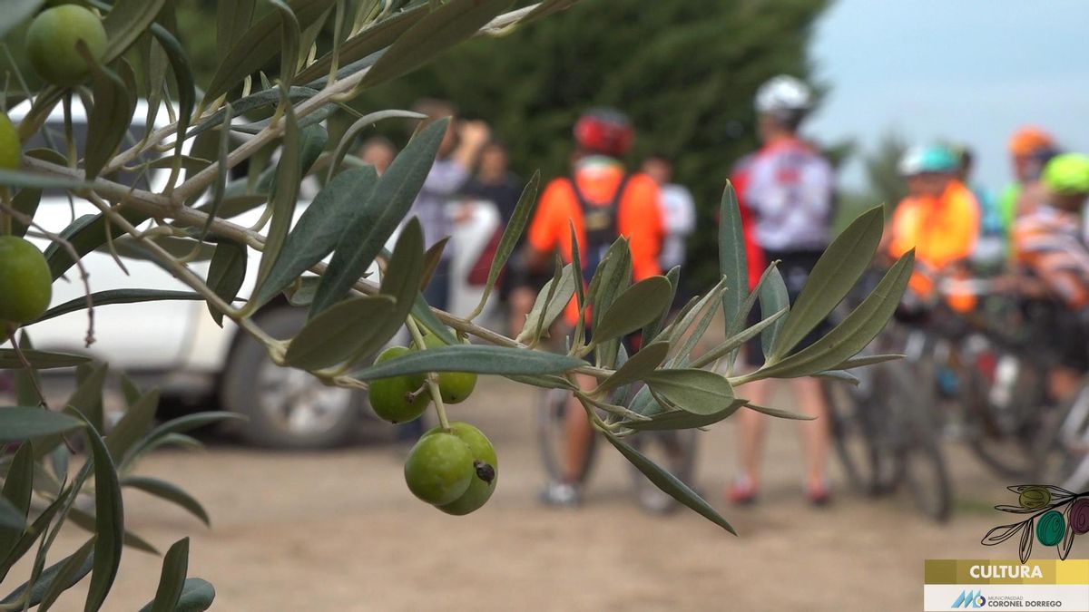 Cicloturismo por olivares