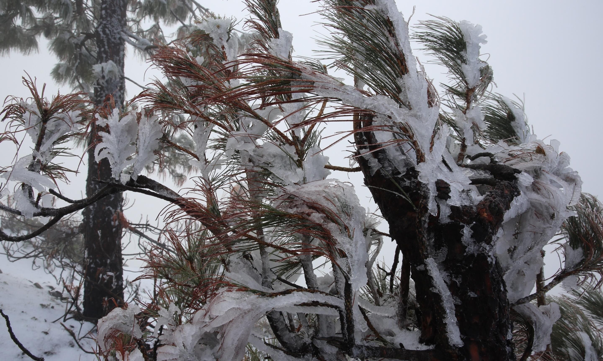 Alrededores del Pico de Las Nieves cubiertos de nieve