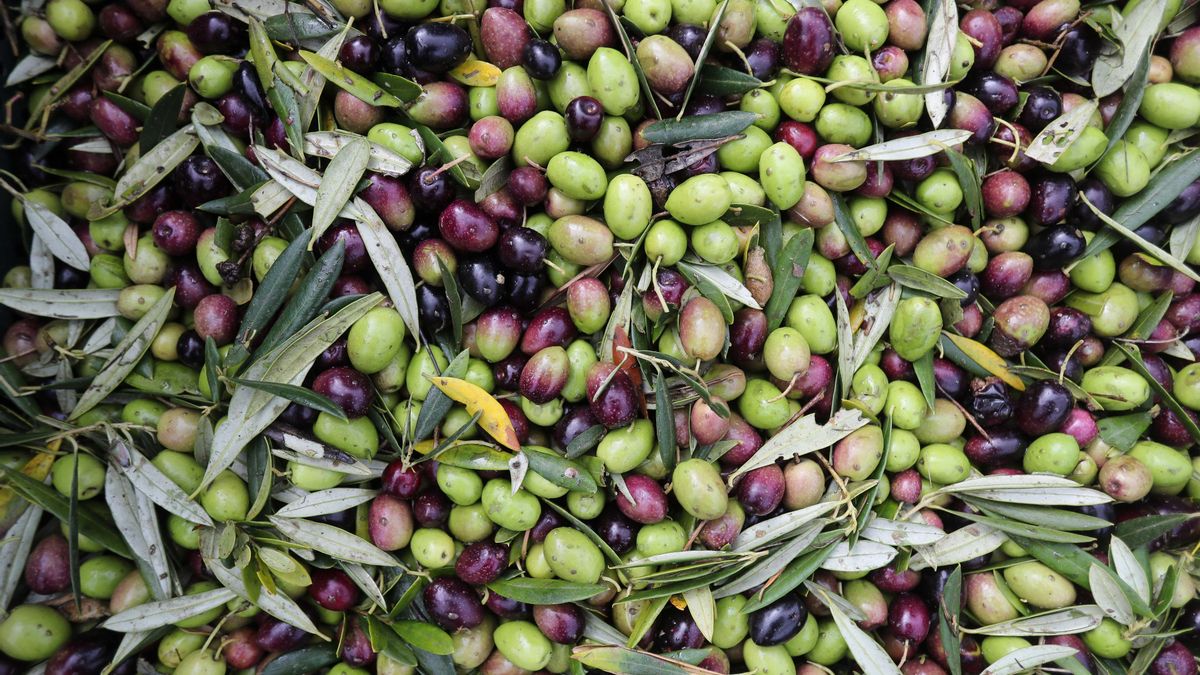 Archivo - Varias aceitunas durante el comienzo de la campaña de recogida
