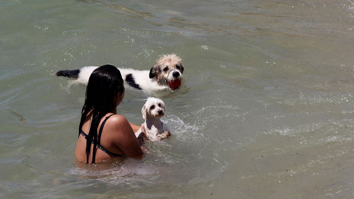 Una bañista con su mascota en la playa de perros de Llevant de Barcelona