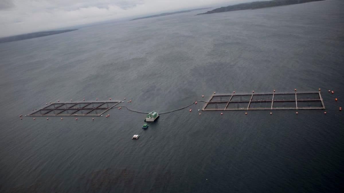 Jaulas de Salmones en Chile.