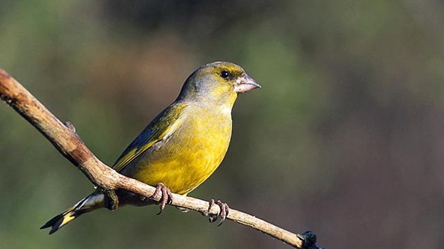 Ejemplar de verderón