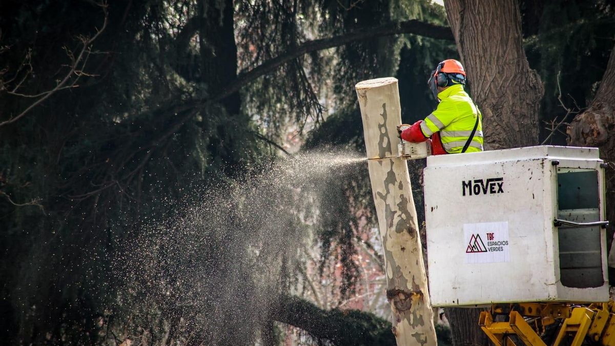 Otra imagen de las talas en Atocha