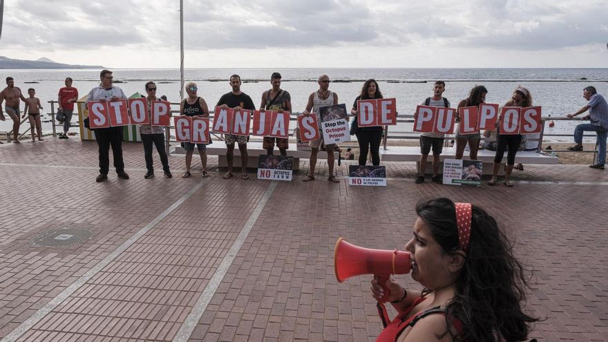 Pescanova retira su petición para crear una granja de pulpos en el Puerto de Las Palmas