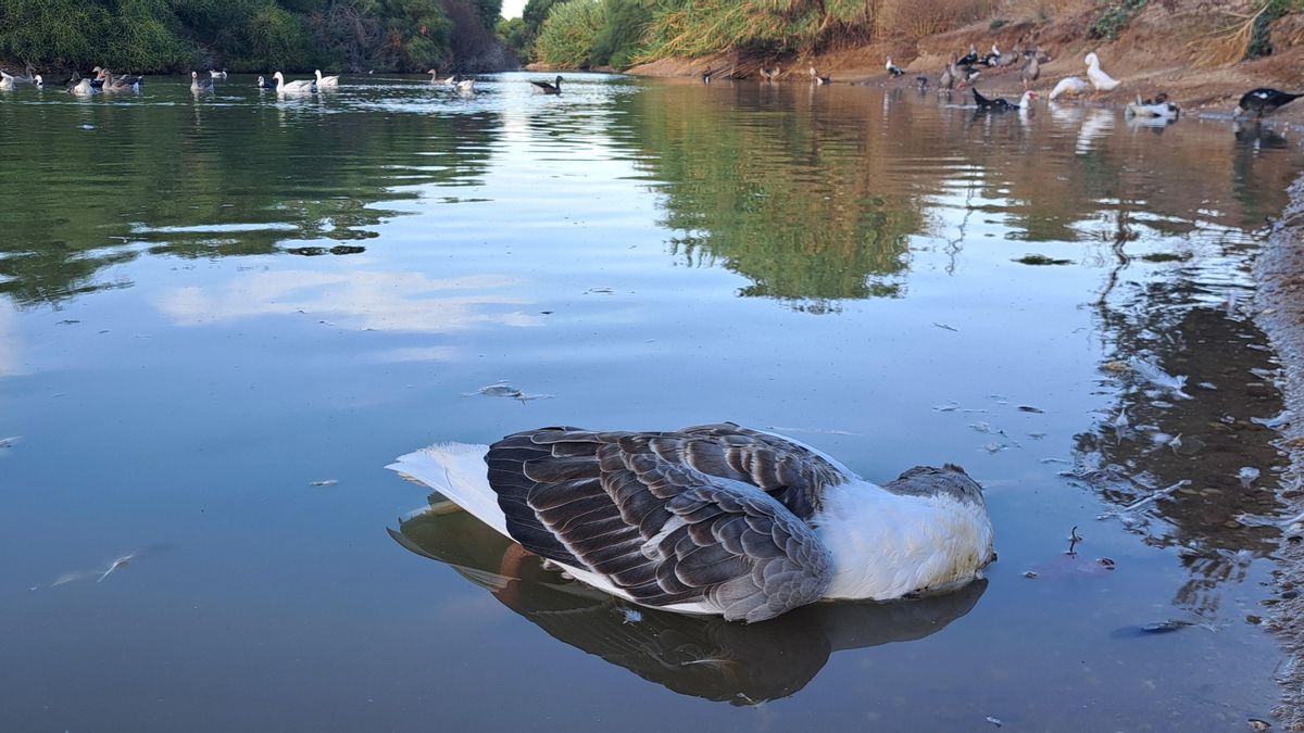 Un ave muerta en una lámina de agua en Sevilla capital.