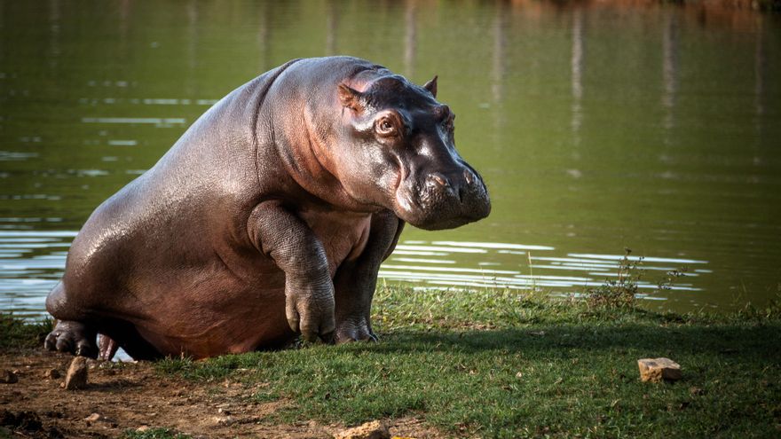 The African island where you can see saltwater hippos: a monster that has learned to swim beyond rivers