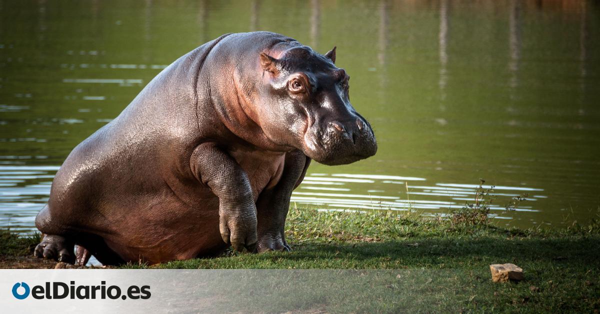 바닷물에도 끄떡없는 하마?! 아프리카의 놀라운 생명체 이야기