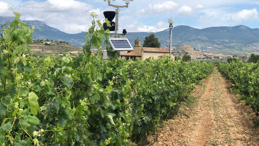 UPA y COAG piden un nuevo plan de inversiones para modernizar las explotaciones vitivinícolas españolas