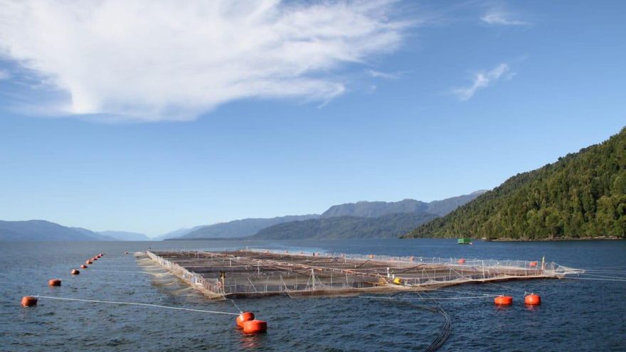 La presión por habilitar salmoneras vuelve a encender el conflicto ambiental en Tierra del Fuego