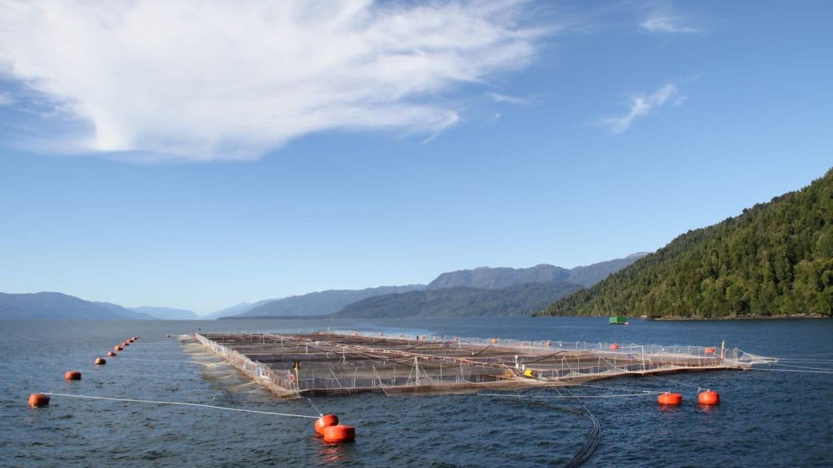Por qué la cría de salmones en jaulas divide a la clase política y sectores sociales en Tierra del Fuego