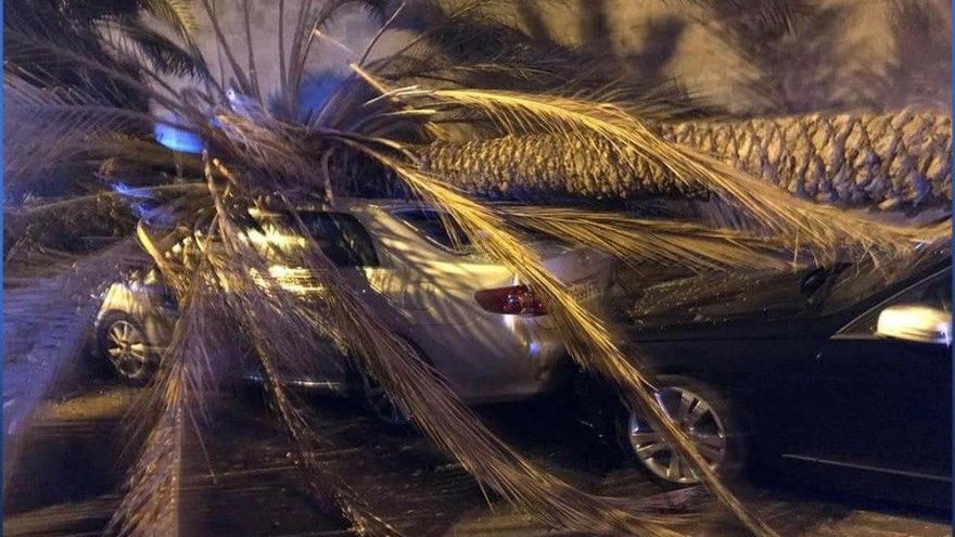 Una palmera de grandes dimensiones cae en el Paseo de Chil.