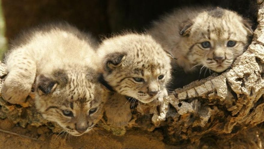 Nacen tres nuevos cachorros de lince en Extremadura, los primeros del año