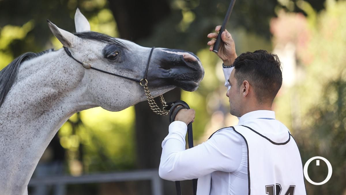 Córdoba acoge el Campeonato de España de Caballos Árabes