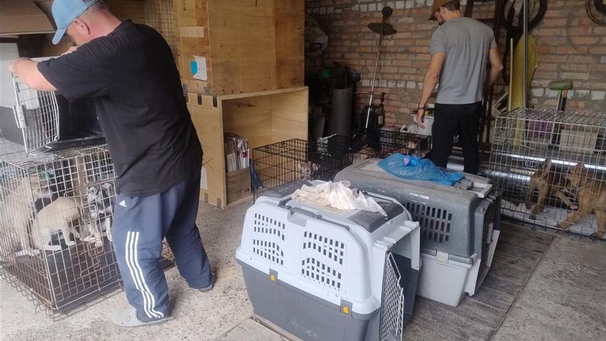 Un grupo de voluntarios recorrió 13.000 kilómetros para rescatar a 30 perros y gatos de la línea de combate en Ucrania
