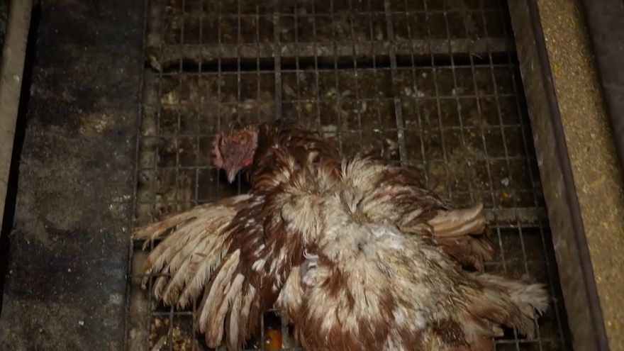 Els tècnics del Govern balear van alertar al novembre sobre la ‘granja de l’horror’, però va continuar en funcionament