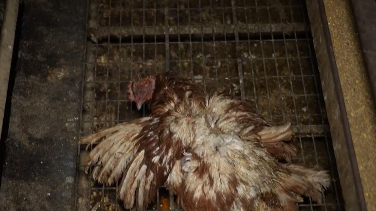 La 'macrogranja dels horrors' investigada per maltractament continua venent els seus ous amb el segell de benestar animal