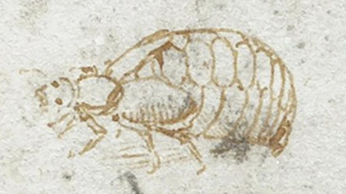 El trabajo hidráulico pudo propiciar el encuentro con el insecto