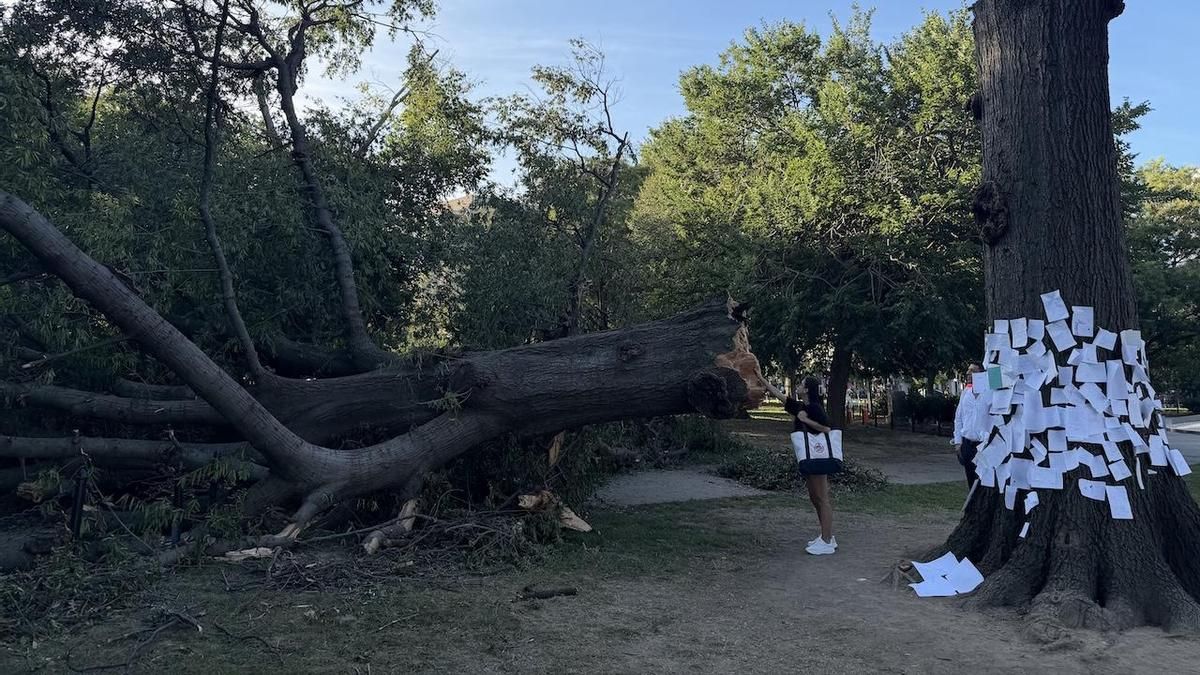 Ni servicios públicos ni protección social en EEUU: lo que refleja el lloro ciudadano por un árbol caído en una tormenta