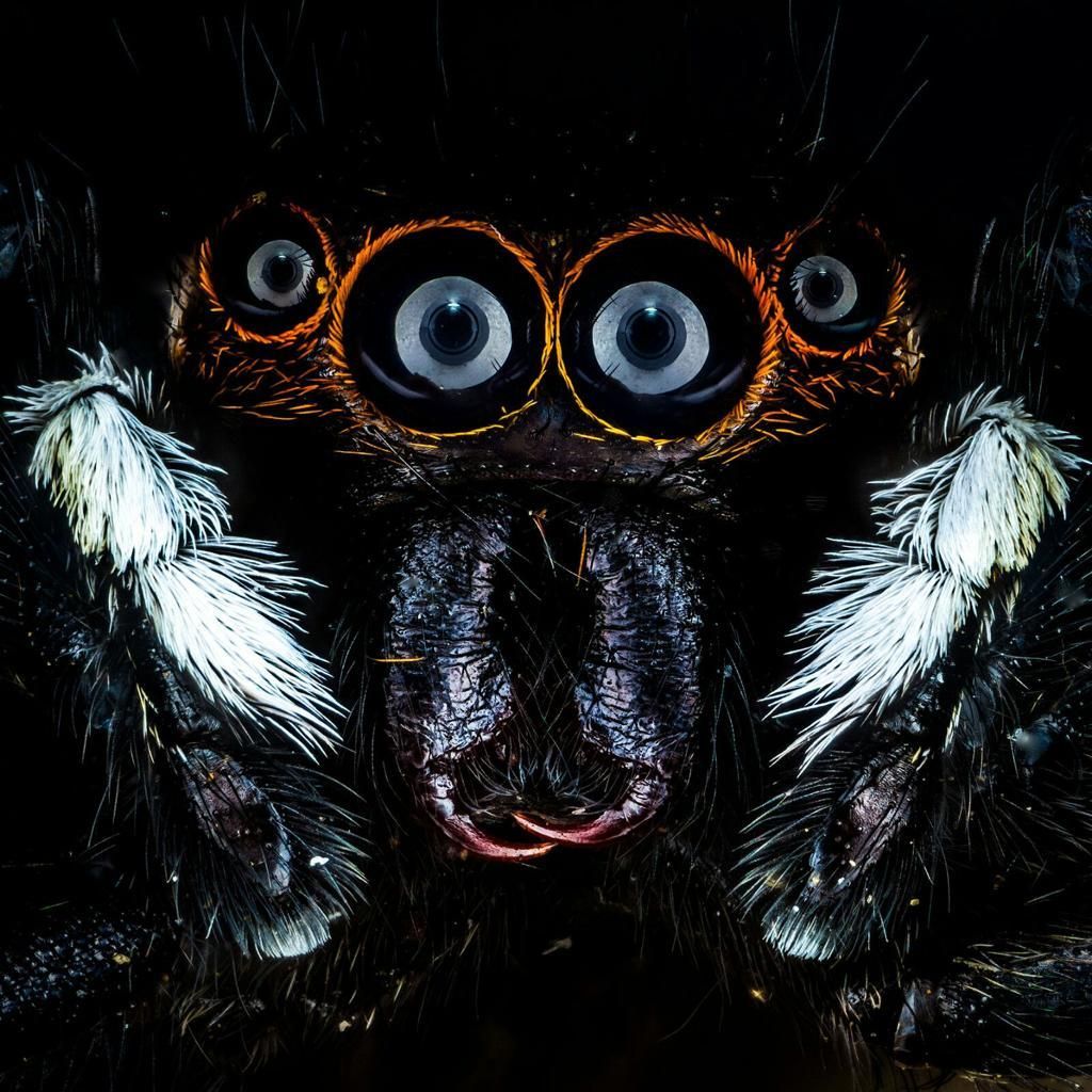 Tomografías de fauna invertebrada.