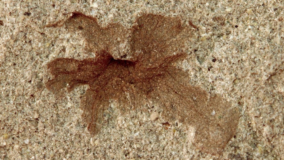 La diminuta flor fósil de 101 millones de años que conecta la Patagonia y Teruel