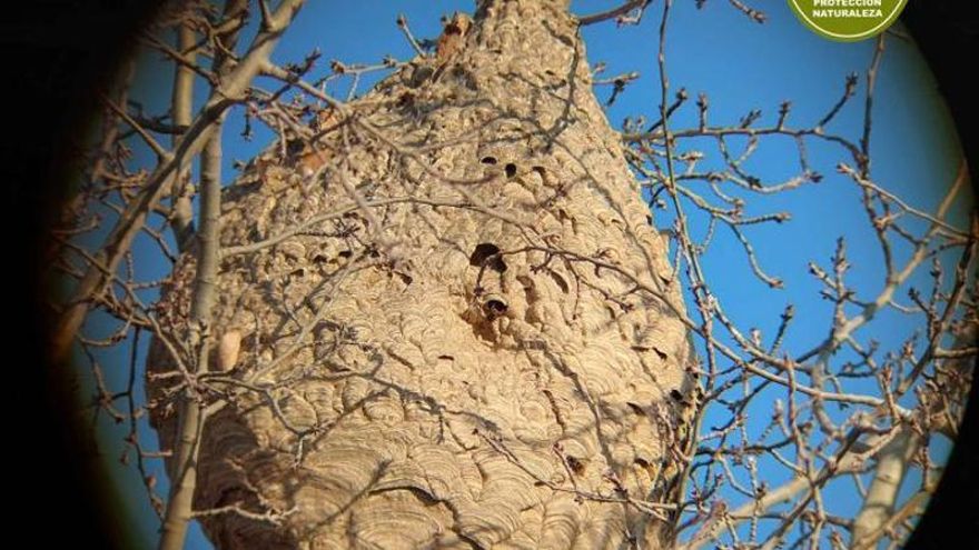 La solución de un veterinario oscense para la avispa asiática: trampas en huertos particulares para capturar a las reinas