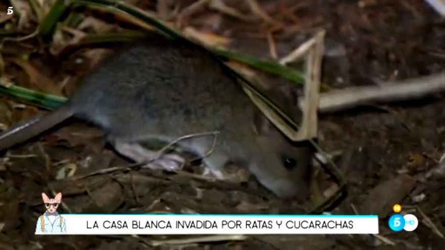 En Socialité (Telecinco)