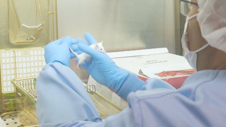 Un investigador del Animalario manipula uno de los ratones.