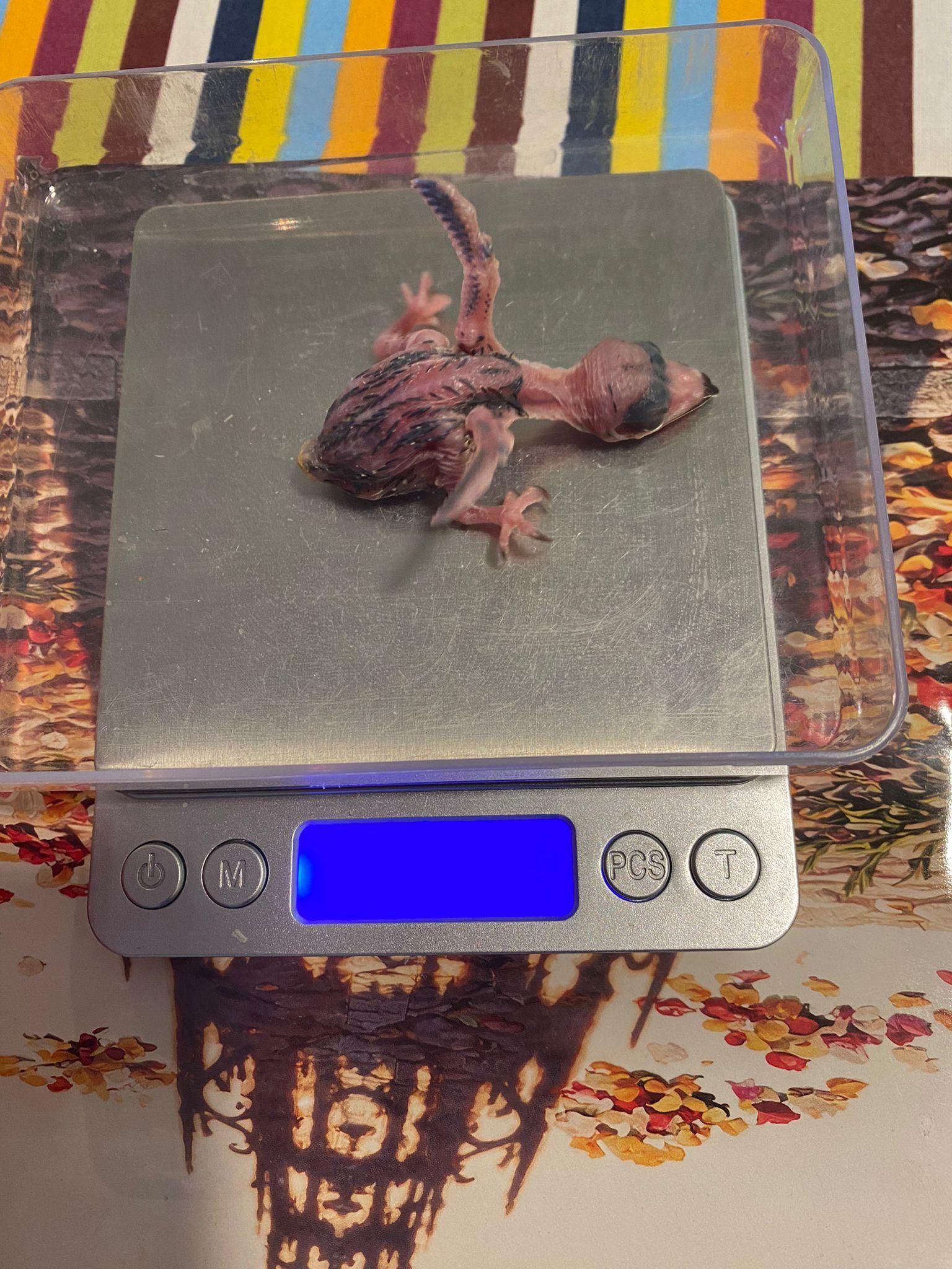 Cría de vencejo de 7 gramos de peso. Los ejemplares adultos suelen alcanzar los 40 gramos