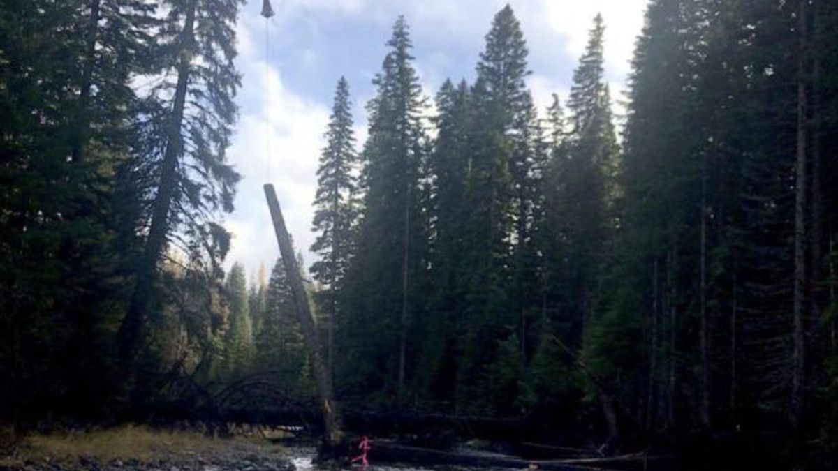 EE.UU. apuesta por una estrategia insólita para recuperar sus ríos: lanzar troncos al agua desde helicópteros