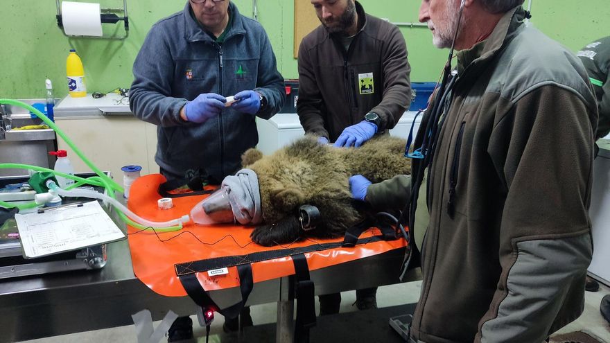 El osezno que sufrió quemaduras en Barniedo ya está curado y de nuevo en libertad