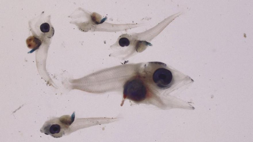 Una investigación alerta de la vulnerabilidad de las larvas de atún rojo ante las olas de calor marinas