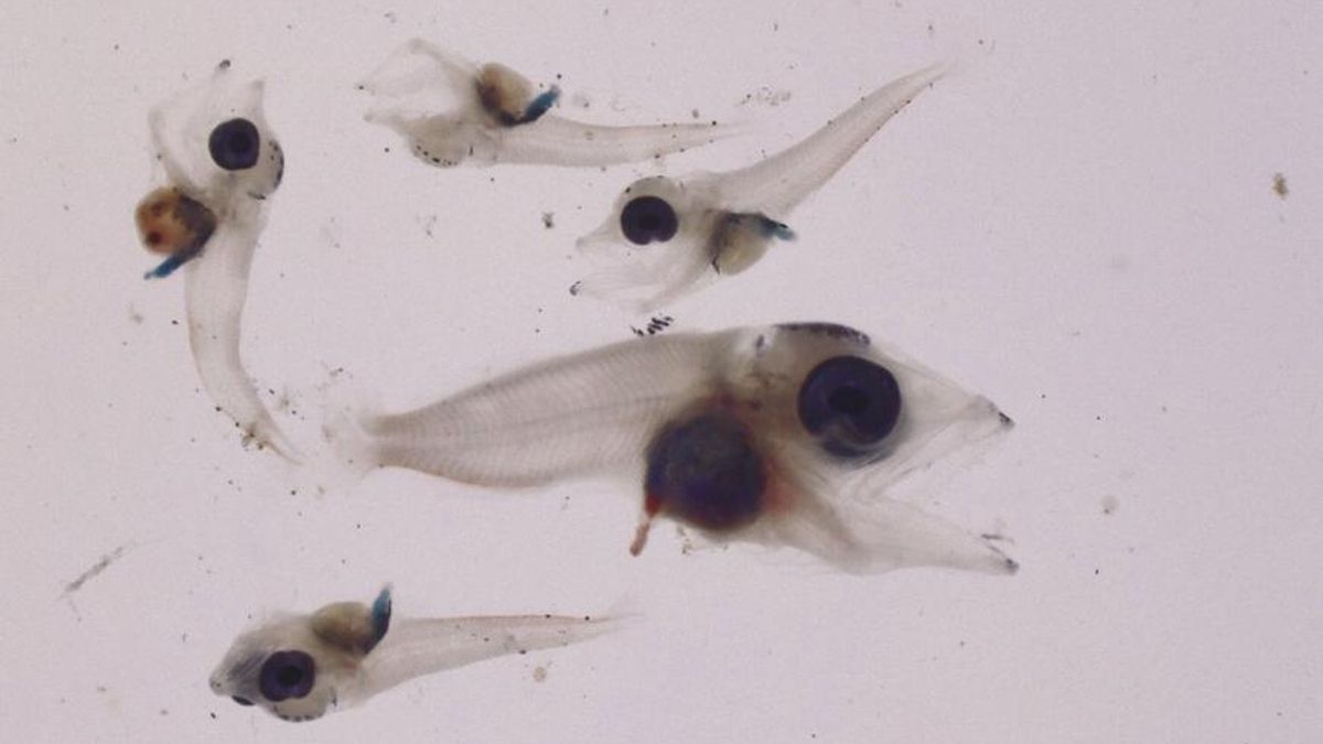 Una investigación alerta de la vulnerabilidad de las larvas de atún rojo ante las olas de calor marinas