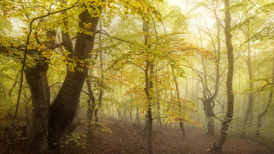 Rutas entre hayedos: Los mejores paseos del otoño riojano