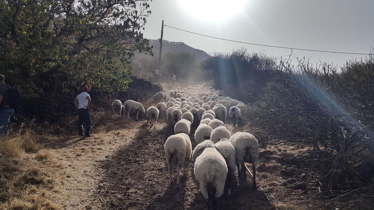 Gran Canaria vuelve a remunerar a las familias ganaderas por sus cabras y ovejas bombero