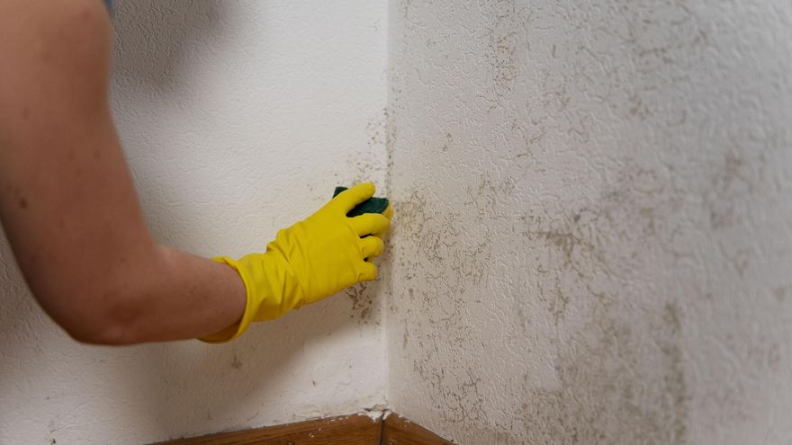 Cómo quitar el moho y las manchas negras de las paredes: limpieza e higiene en casa